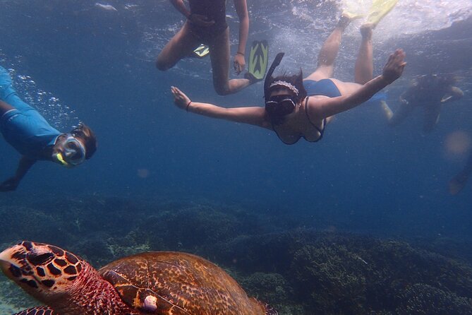Pigeon Island Snorkeling Tour From Uppuveli Beach - Sharks, turtles, coral, and fish