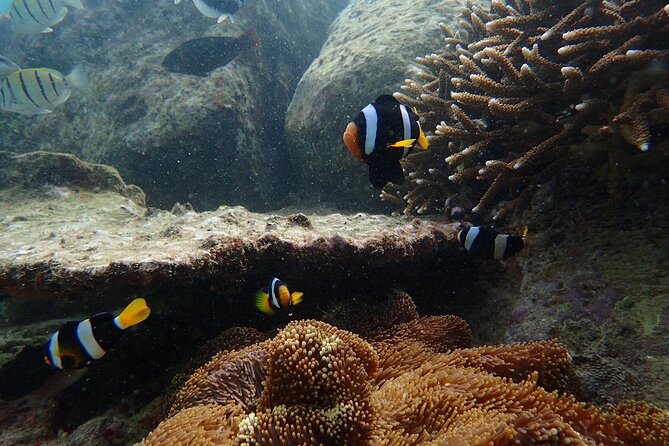 Pigeon Island Snorkeling Tour From Uppuveli Beach - The beach, coral route, and crowding problem