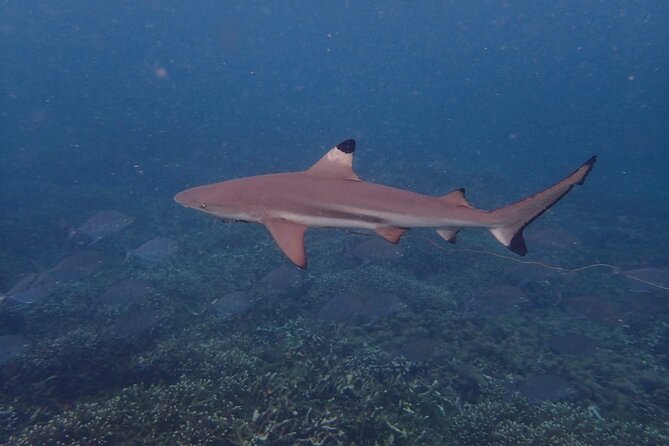 Pigeon Island Snorkeling Tour From Uppuveli Beach - Is the $50 price good value?