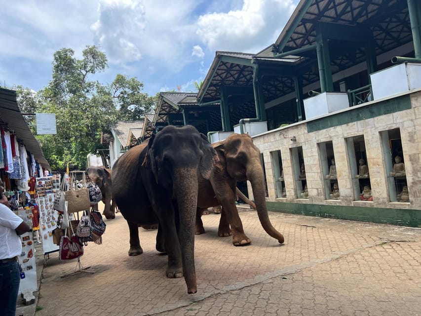 Pinnawala Day Tour from Kandy (Private tour ) - What the private guide service is really like