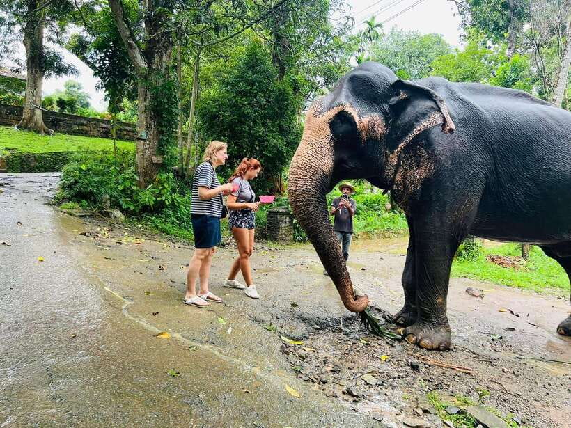 Pinnawala Day Tour from Kandy (Private tour ) - Pinnawala and the question of elephant welfare