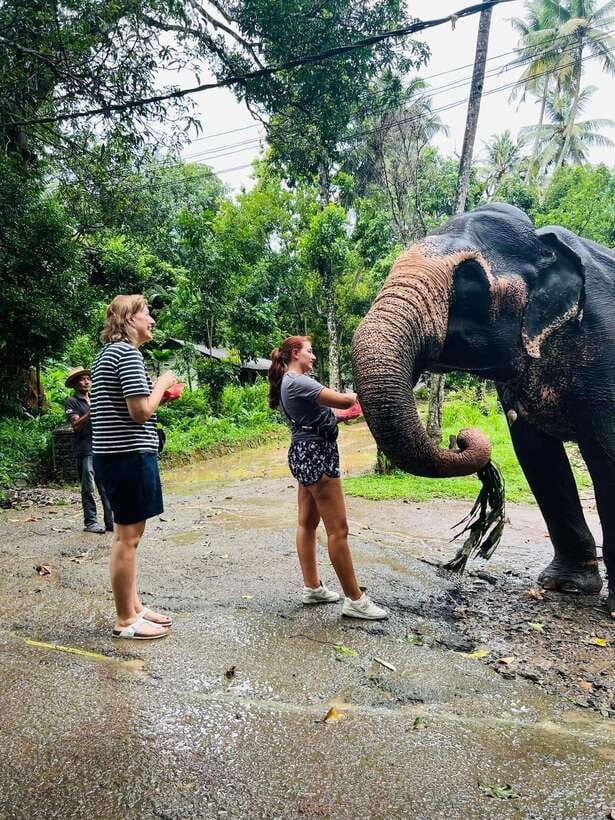 Pinnawala Day Tour from Kandy (Private tour ) - The Cultural Dance Show and evening Puja