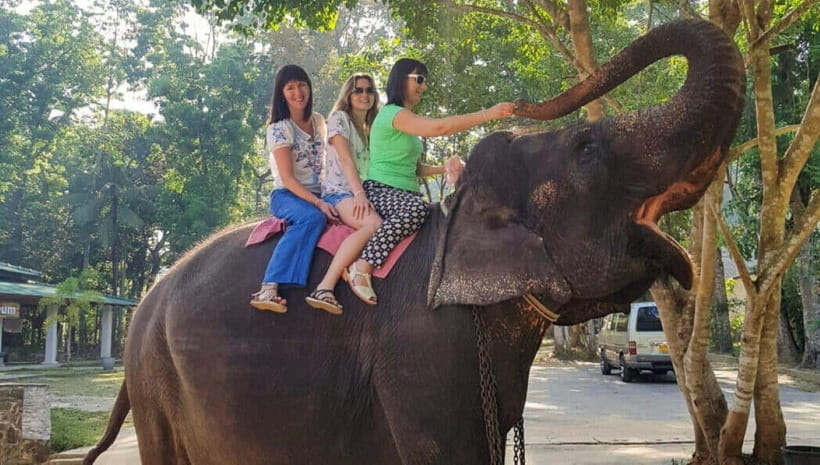 Pinnawala,Kandy Day Tour from Colombo/Negombo - Pinnawala elephants and the Maha Oya River