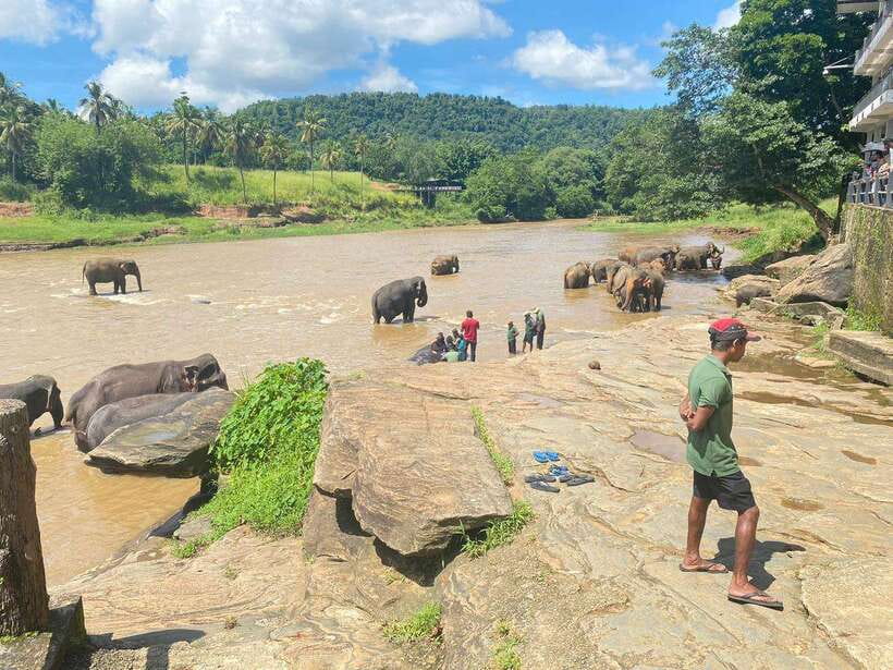 Pinnawala,Kandy Day Tour from Colombo/Negombo - Why the $62 price can be good value