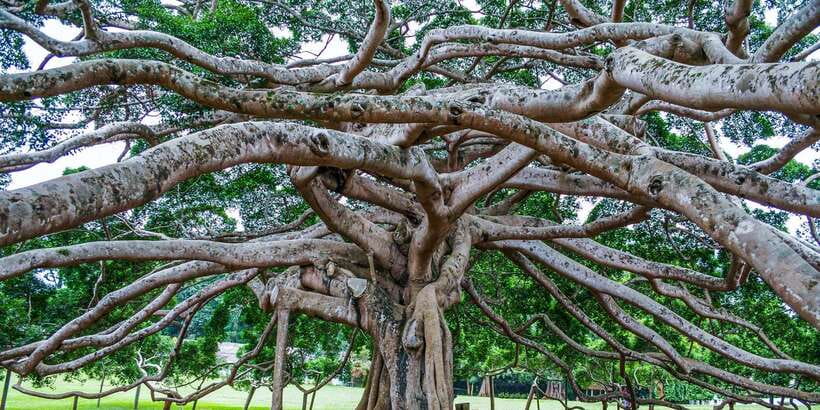 Pinnawala & Kandy Day Tour from Negombo - What the $60 price really covers