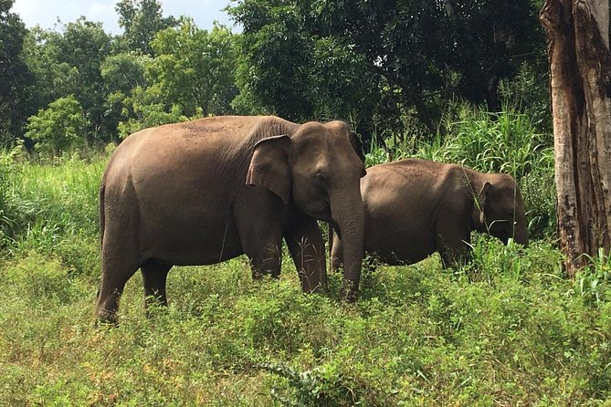 Polonnaruwa Day Tour with Lunch by Mahaweli - What the $46 price includes, and what it does not