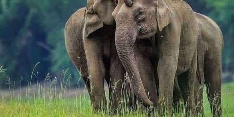 Polonnaruwa Day Tour With Minneriya NP Elephant Safari - What the $65 price really covers
