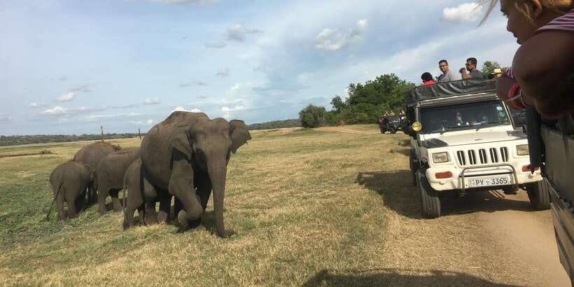 Polonnaruwa Sight Seeing Tour and Minneriya Elephant Safari - Why the Polonnaruwa and Minneriya pairing works
