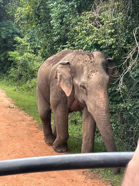 Polonnaruwa Sight Seeing Tour and Minneriya Elephant Safari - Who should book this day trip