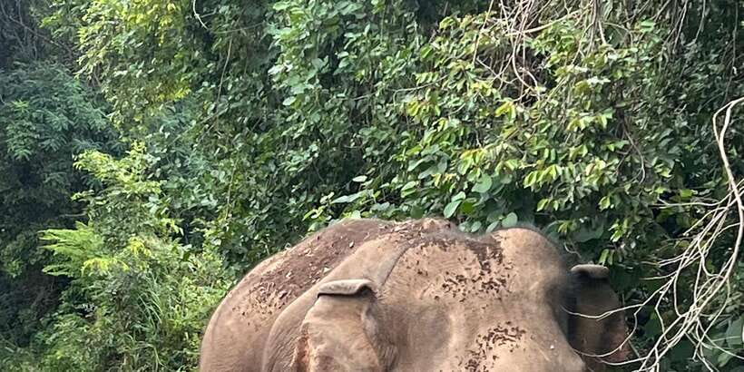 Polonnaruwa Sight Seeing Tour and Minneriya Elephant Safari - Starting from Dambulla, Sigiriya, Habarana, or Kandalama