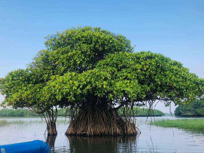 Pottuvil Lagoon Eco Tour : Mangrove Adventure in Arugam Bay - Key points to know before you go