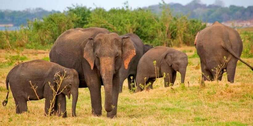 Pottuvil Lagoon Eco Tour : Mangrove Adventure in Arugam Bay - The tuk-tuk ride from Arugam Bay to the lagoon