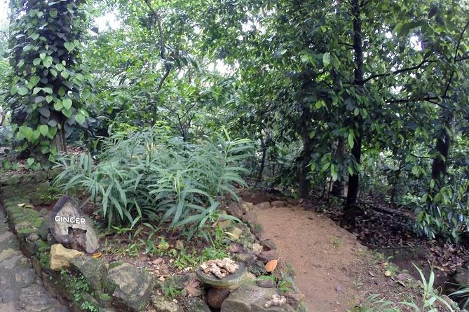 Private Dambulla Sigiriya Tour from Kandy with Lunch - Sigiriya Rock, the day’s main climb