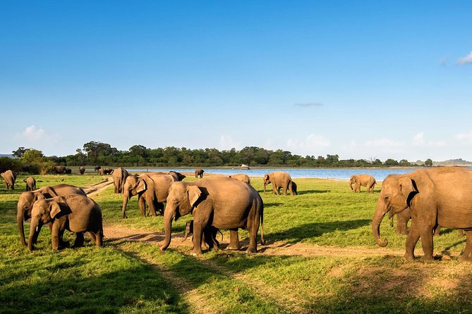 Private Day Tour from Colomb to Yala Safari (Leopard Safari Tour) - Key points to know before booking
