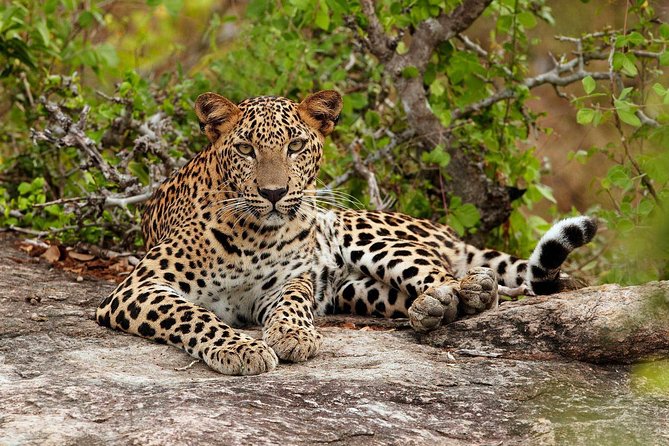 Private Day Tour from Colomb to Yala Safari (Leopard Safari Tour) - Is $90 a good value?