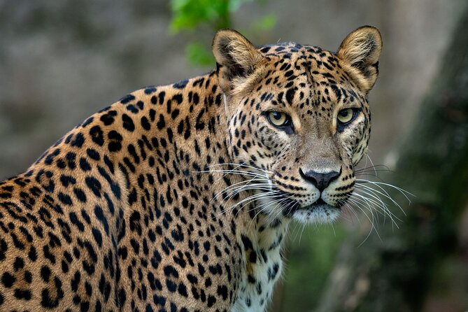 Private Day Tour: Yala National Park Safari Tour from Galle & Weligama - Key points to know before booking