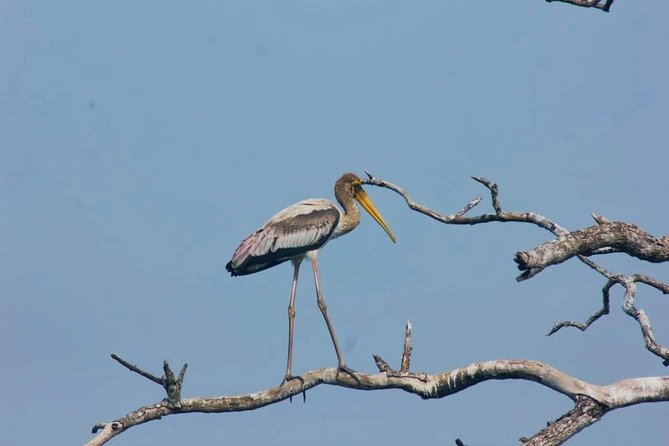 Private Day Tour: Yala National Park Safari Tour from Galle & Weligama - Should you book this private Yala safari?