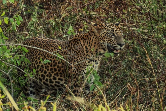 Private Day Tour: Yala National Park Safari Tour from Galle & Weligama - A local lunch that changes the feel of the day