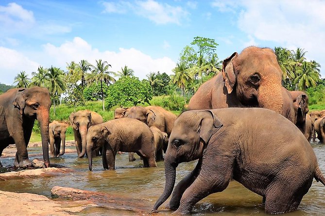 Private Day Trip to Sigiriya, cave and National park Safari Tour - Who should book this day trip?