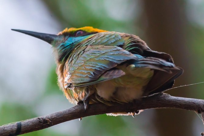 Private Day Trip to Yala National Park from Colombo - What the private format is worth