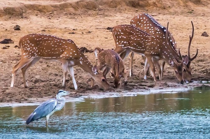 Private Day Trip to Yala National Park from Colombo - A driver-guide can shape the day