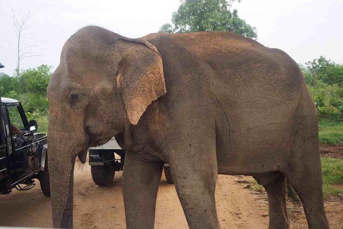 Private Day Trip to Yala National Park from Colombo - Who should book this day trip