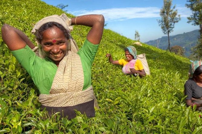 Private Full Day Tour to Nuwara Eliya from Kandy - Key points to know before booking