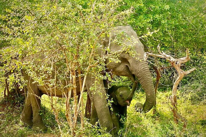 Private Full Day Udawalawe Safari Trip with Lunch - What the $120 price covers