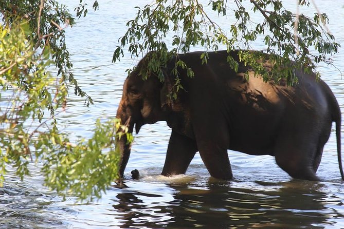 Private Half Day Safari in Udawalawe National Park - Key points at a glance