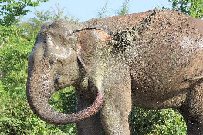 Private Half Day Safari in Udawalawe National Park - Why Udawalawe is a strong safari choice