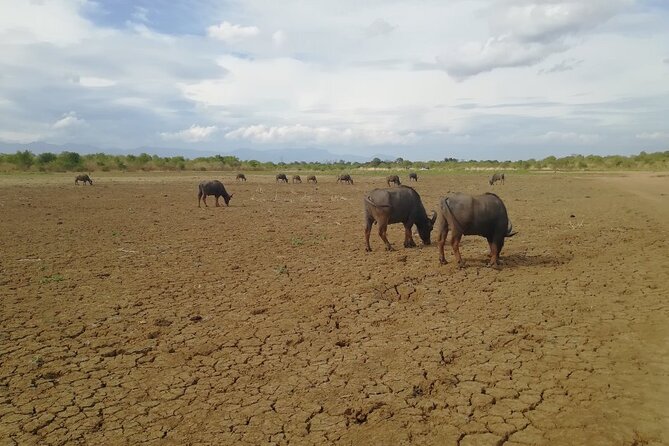 Private Half Day Safari in Udawalawe National Park - Who will get the most from this safari?