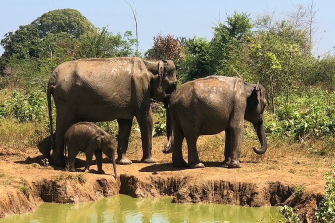 Private Half Day Safari in Udawalawe National Park - What three hours in the 4WD jeep feels like
