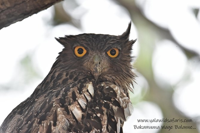 Private Half Day Safari Tour to Yala NP From Tangalle and Drop Back - Riding in a modified Toyota Hilux