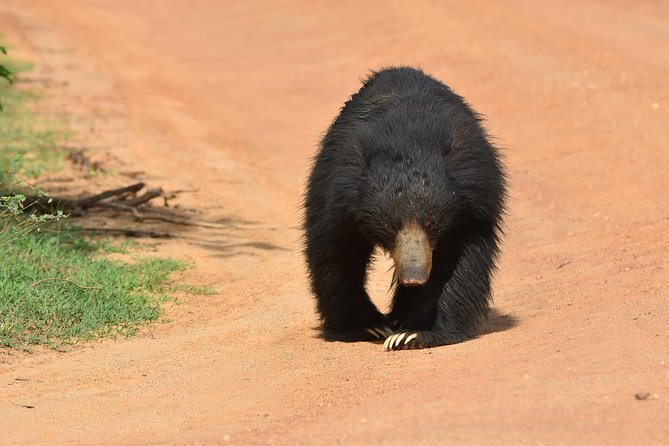 Private Half Day Safari Tour to Yala NP From Tangalle and Drop Back - Lunch during the noon to 2 PM park break