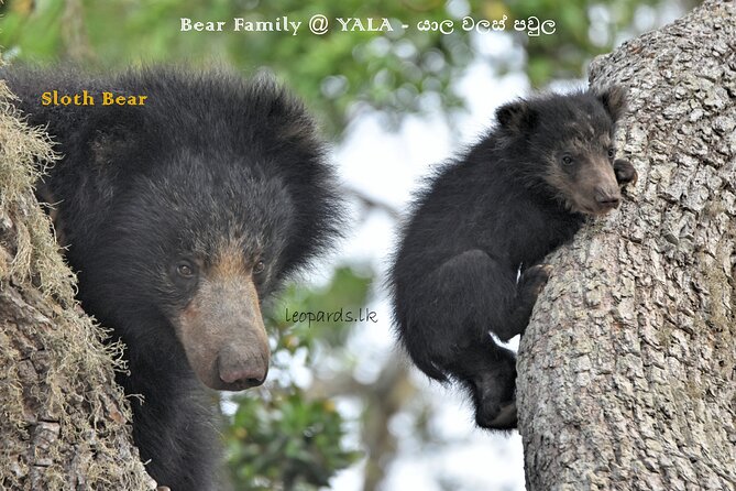Private Half Day Safari Tour to Yala NP From Tangalle and Drop Back - What the full seven-hour schedule feels like