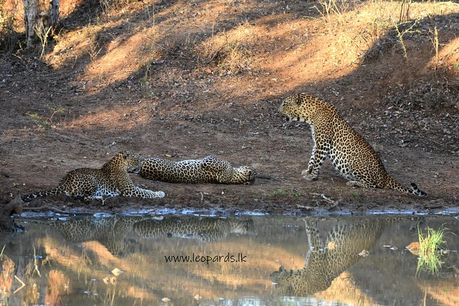 Private Half Day Safari Tour to Yala NP From Tangalle and Drop Back - Does $200 per person offer good value?
