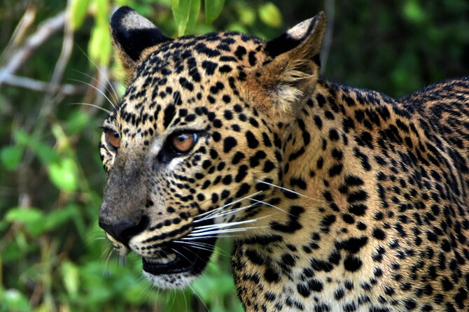 Private Half Day Safari Tour to Yala NP From Tangalle and Drop Back - Weather, wildlife, and realistic expectations