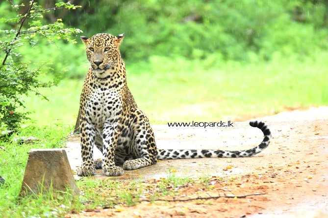 Private Half Day Safari Tour to Yala NP From Tangalle and Drop Back - Searching for Yala’s big three