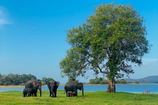Private Jeep Safari at Minneriya and Kaudulla National Parks - Key points to know before booking