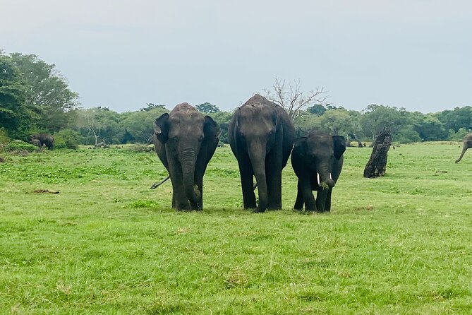 Private Jeep Safari at Minneriya and Kaudulla National Parks - Why the elephant search is the real attraction