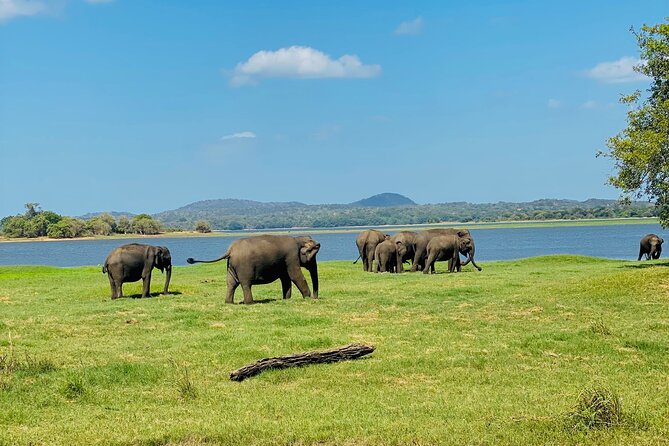 Private Jeep Safari at Minneriya and Kaudulla National Parks - What happens during the four to five hours