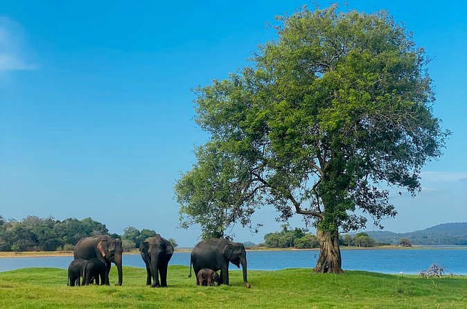 Private Jeep Safari at Minneriya and Kaudulla National Parks - The guide can shape the whole outing