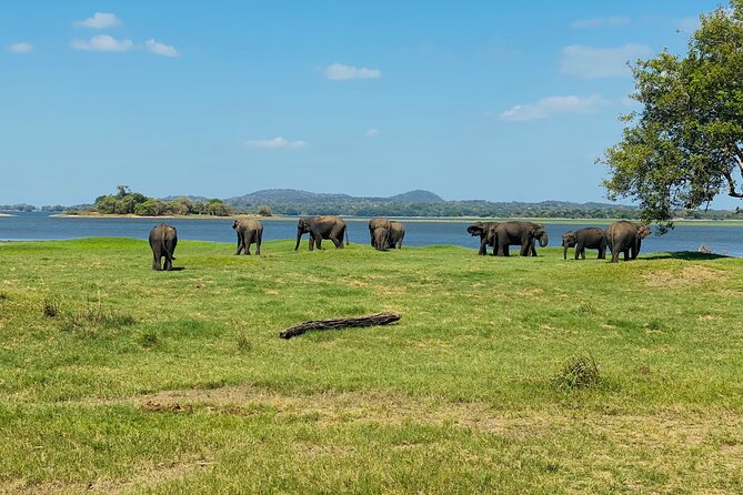 Private Jeep Safari at Minneriya and Kaudulla National Parks - The $28 price before park admission