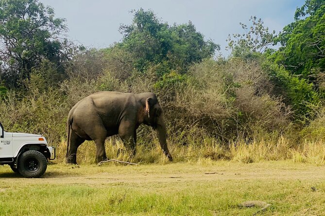 Private Jeep Safari at Minneriya and Kaudulla National Parks - What you might see beyond the elephants
