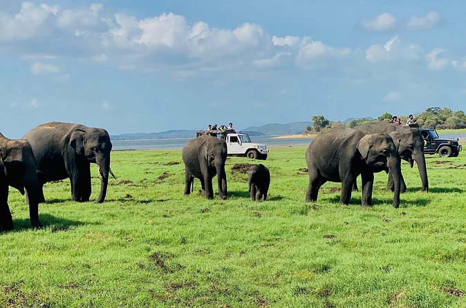 Private Jeep Safari at Minneriya and Kaudulla National Parks - Who will get the most from this safari