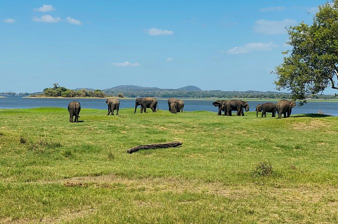 Private Jeep Safari at Minneriya and Kaudulla National Parks - Booking details and cancellation flexibility