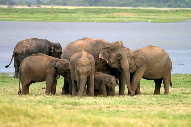 Private Jeep Safari at Minneriya National Park - Key points at a glance