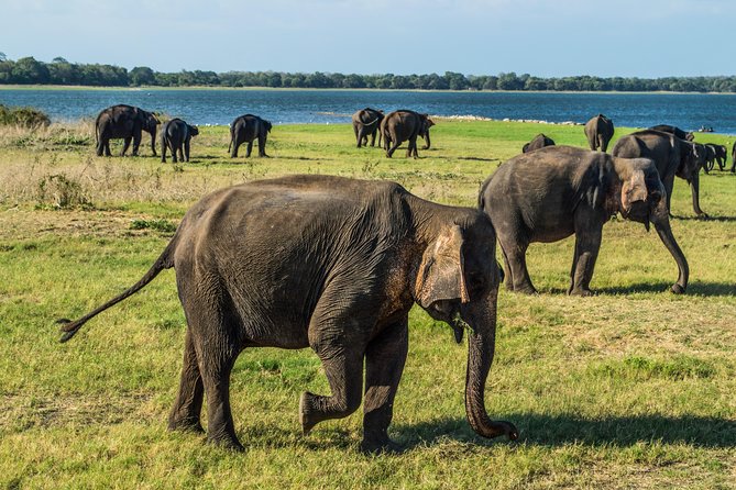 Private Jeep Safari at Minneriya National Park - Minneriya, Kaudulla, or Hurulu Eco Park