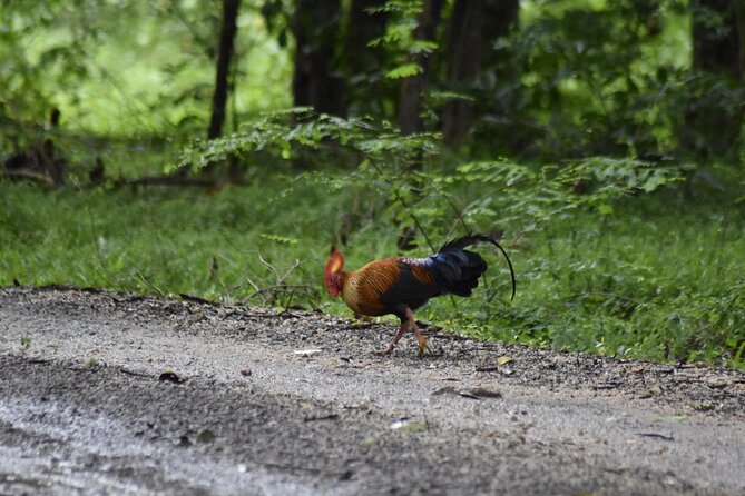 Private Jeep Safari at Minneriya National Park - Half Day Tour - Key points to know before booking
