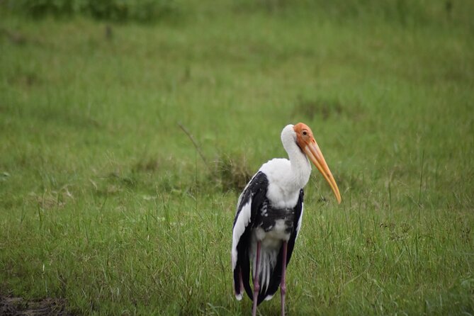 Private Jeep Safari at Minneriya National Park - Half Day Tour - The half-day jeep ride from Sigiriya